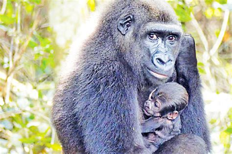 Gorillas Giving Birth