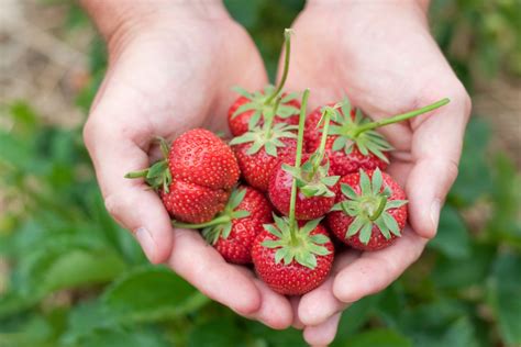 Erdbeeren Pflanzen Die Besten Tipps Brigittede