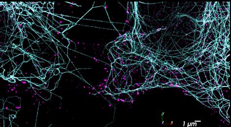 D Multiplexed Super Resolution Imaging With Dna Paint And The Vutara