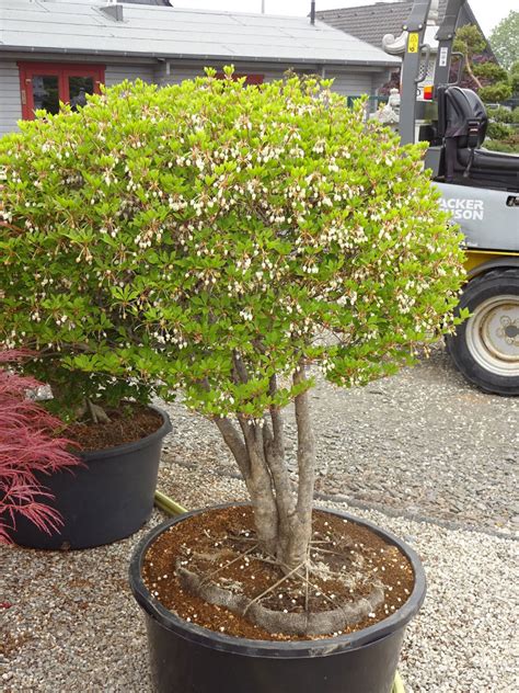 Enkianthus Perulatus Prachtglocke Bonsai Park Remscheid