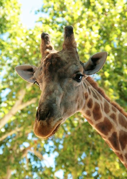 Premium Photo Close Up Portrait Of A Giraffe Against The Background