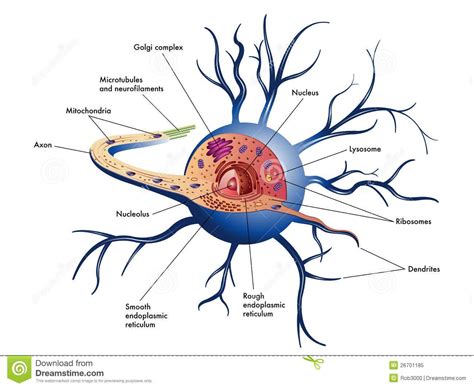 Structure of a nerve cell | Nerve cell, Human skeletal system, Human nervous system