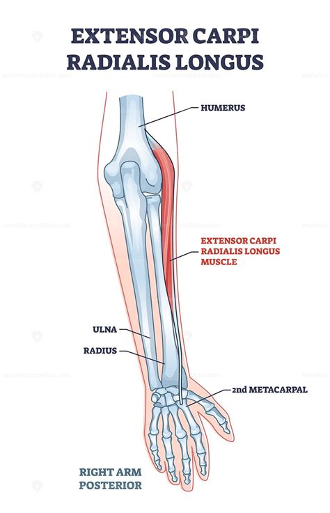 Extensor Carpi Radialis Longus Learn Muscles 45 Off