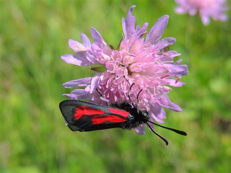 Zygaena Purpuralis Transparent Burnet Thymian Widderchen Xulescu G