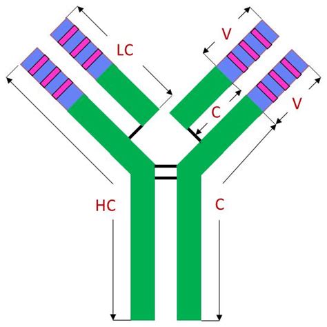 Antibody Structure One Antibody Molecule Consists Of Four Polypeptide