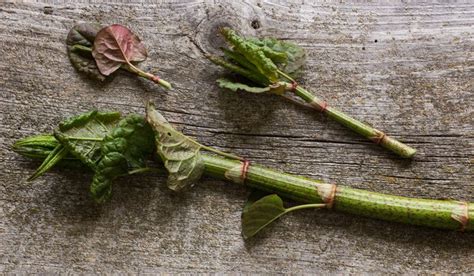 Japanese Knotweed Wild Food Foraging Recipes Wild Edibles