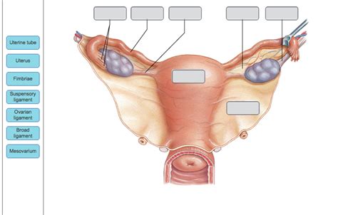 Solved Uterine tube Uterus Fimbriae Suspensory ligament | Chegg.com