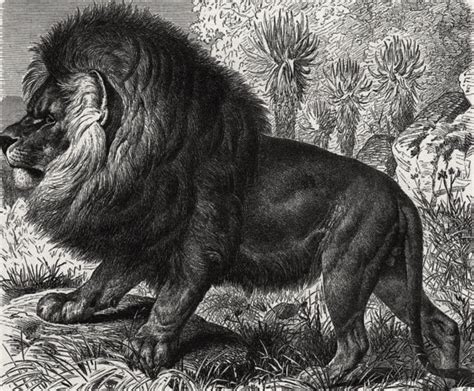 Cape Lion Facts, Habitat, Diet, Fossils, Pictures