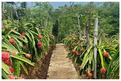 Kebun Naga Poernama Rekomendasi Tempat Wisata Perkebunan Di Bawah Kaki