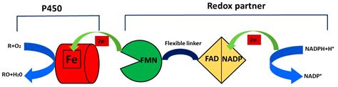 IJMS Free Full Text Role Of Cytochrome P450 Enzyme In Plant