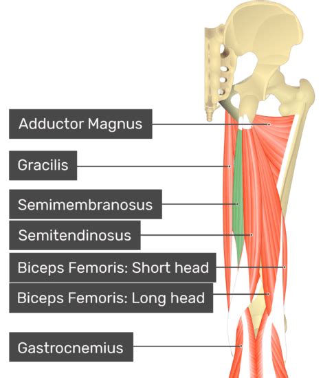 Semimembranosus Attachments Actions Innervation GetBodySmart