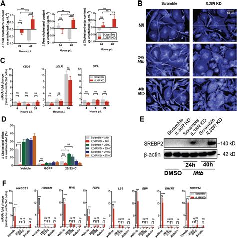 IL 36 Signaling Modulates Cholesterol Metabolism In Mtb Infected