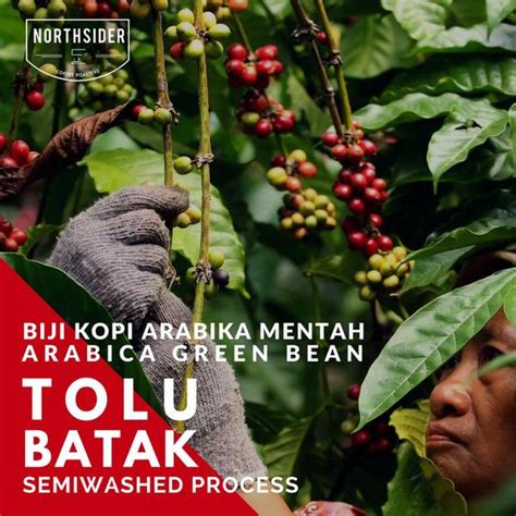 Jual New KOPI ARABIKA TOLU BATAK LINTONG WASHED BIJI MENTAH GREEN