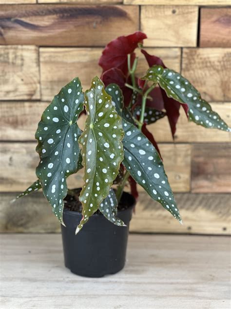 Polka Dot Begonia