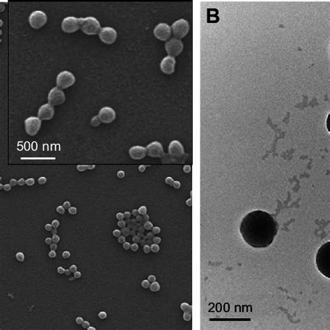 Micrographs Of Cyclosporine Encapsulated Plga Nps Notes A Sem And