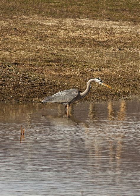 Great Blue Heron Hunting Photograph by Daniel Hebard