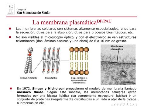 Solution Membrana Plasmatica Studypool