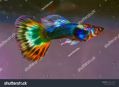 Guppy No Background Stock Photos And Pictures Images Shutterstock