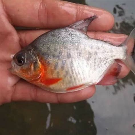 Jual Bibit Ikan Bawal Konsumsi Ikan Bawal Air Tawar Shopee Indonesia