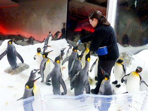 Up close with the penguins at Melbourne Aquarium | Live Last Minute