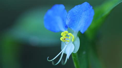 China's Flora Tour: Obscure but lovely - CGTN