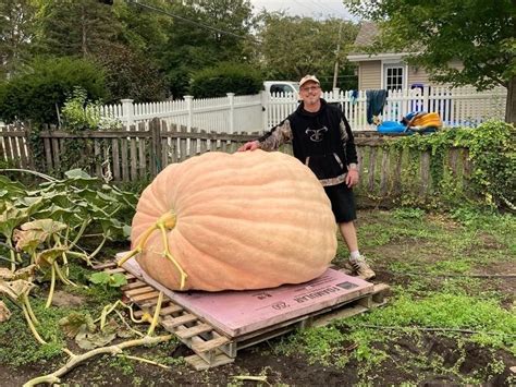 1,700-Pound Pumpkin Is Largest In Illinois | Wheaton, IL Patch