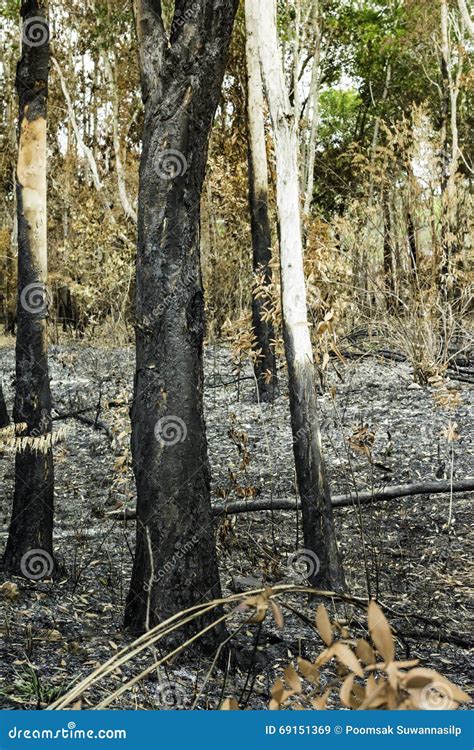 Los Incendios Forestales Fueron Extinguidos Imagen De Archivo Imagen