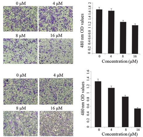 Shikonin Dosage Effects On Skov Cell Migration And Invasion A