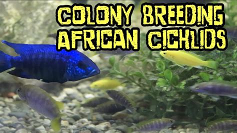 Colony Breeding African Cichlids Youtube