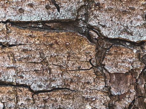 Tree Bark On Behance