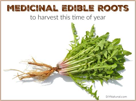 Edible Roots to Harvest in Fall and Winter for Medicinal Use