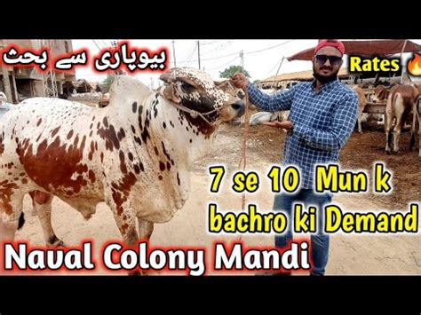 Big Size Bulls Prizes Naval Colony Mandi Yosuf Goth Moach Goth