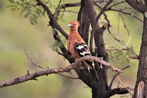 African Hoopoe Bird Watching - Free photo on Pixabay - Pixabay