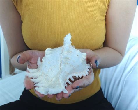 Premium Photo Midsection Of Woman Holding Seashell