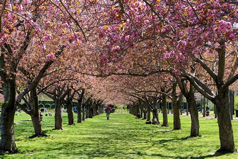 Brooklyn Botanic Garden In New York Explore Acres Of Flora Heaven