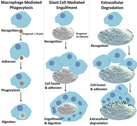 Materials Free Full Text Macrophages Foreign Body Giant Cells And