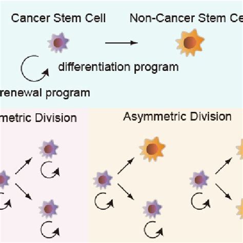 Symmetric Asymmetric Division Of A Cancer Stem Cell Asymmetric Cell