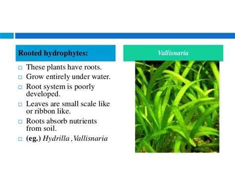 Hydrophytes classification