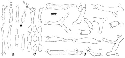 Jof Free Full Text Morpho Molecular Evidence Reveals Four Novel