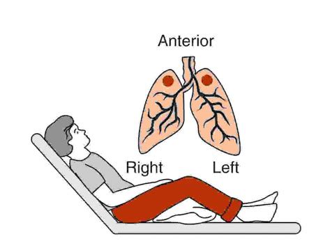 Lung Segments And Postural Drainage Flashcards Quizlet