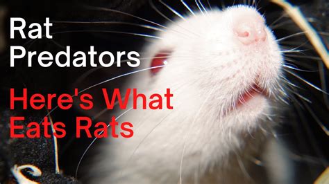 What Eats Rats Complete List Of Rat Predators Youtube