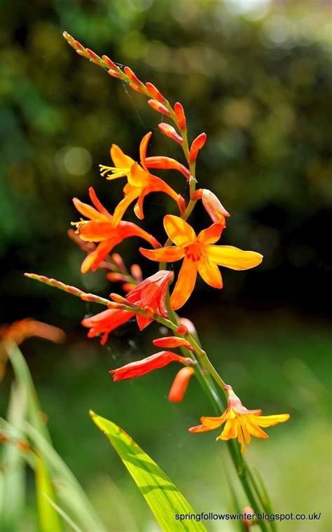 36 Different Types Of Orange Flowers With Names Pictures A Z