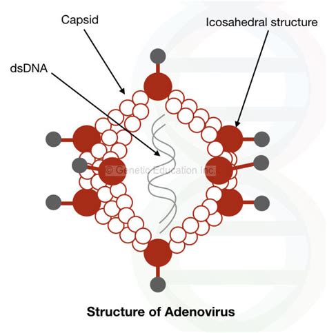 Gene Therapy Types Vectors Viral And Non Viral Process