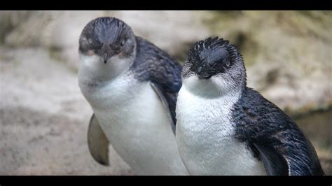 penguin breeding season youtube