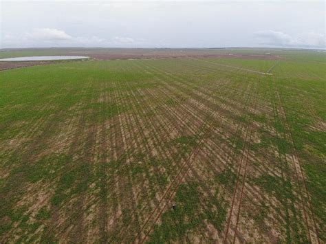 Crescimento De Ao Ano Do Mercado De Nematicidas Agribrasilis