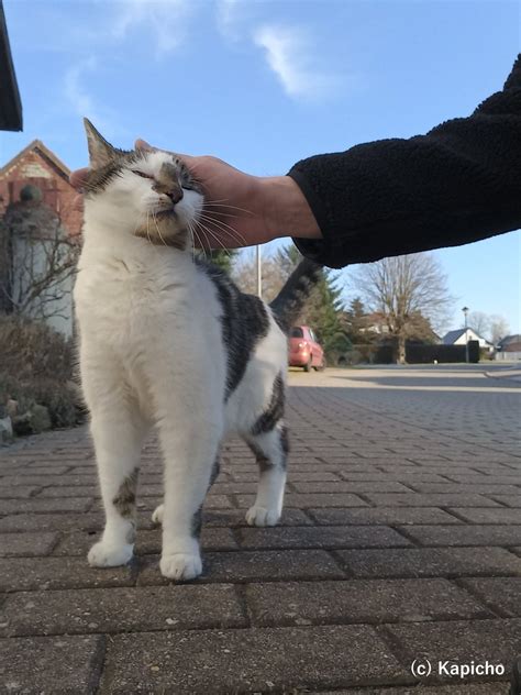 Kapicho On Twitter Wir Katzen Aus Dem Havelland