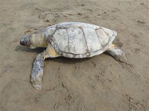 Encuentran tortuga muerta en playa de Coatza ya suman 12 en el año