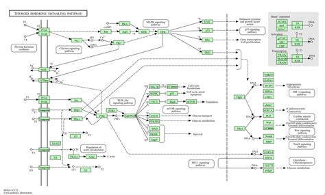 Kegg Pathway Thyroid Hormone Signaling Pathway Homo Sapiens Human