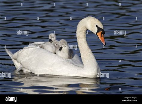 Mute Swan Cygnus Olor Adult Female Carrying Cygnets On Back