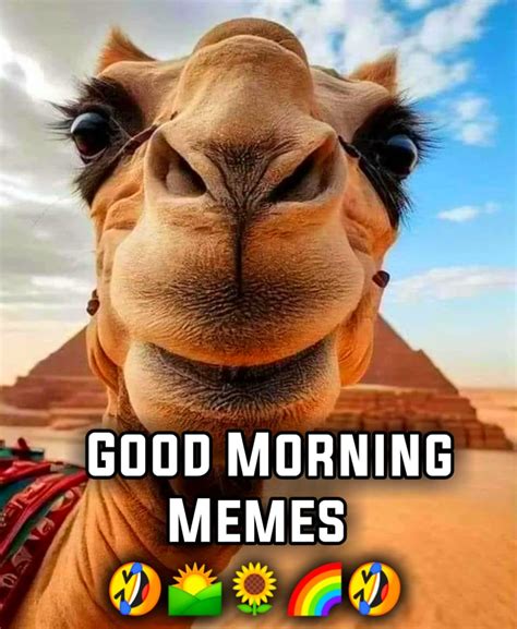 Good Morning Meme Funny Pictures Images Wallpaper